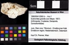 Foto (Objket + Etiketten) von Eodromites grandis (von Meyer, 1857) 